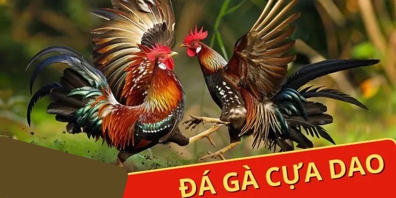 da ga cua dao
